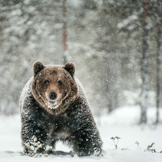 Accidental Gods cover image